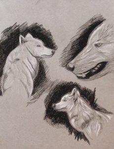 Têtes de loup réalisées au crayon pierre noire et crayon blanc sur papier gris